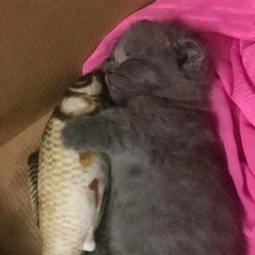 Эмодзи котики