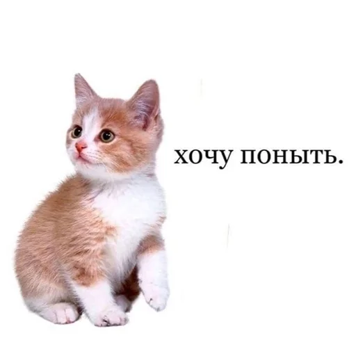 Эмодзи котики