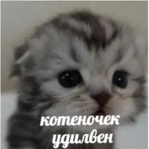 Эмодзи котики
