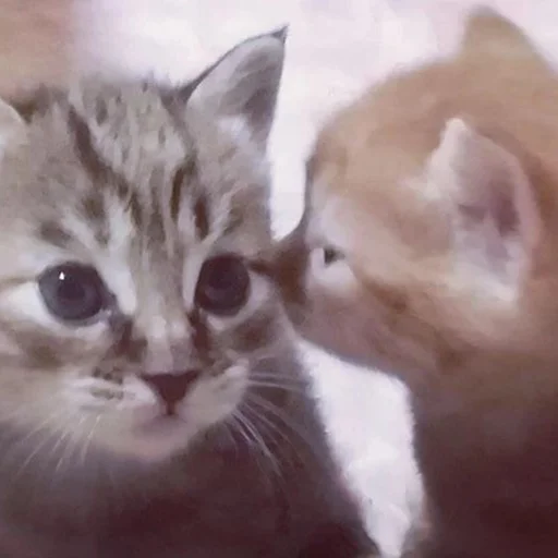 Эмодзи котики