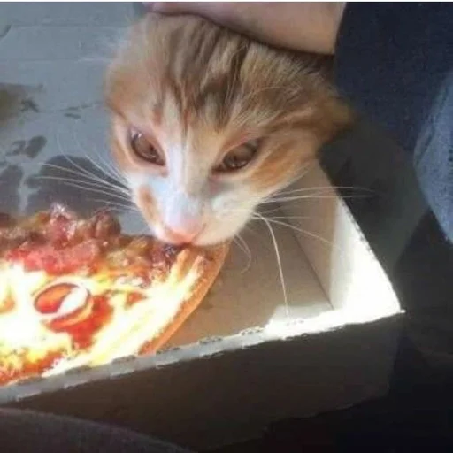 Эмодзи cats