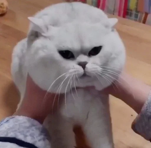 Эмодзи cats
