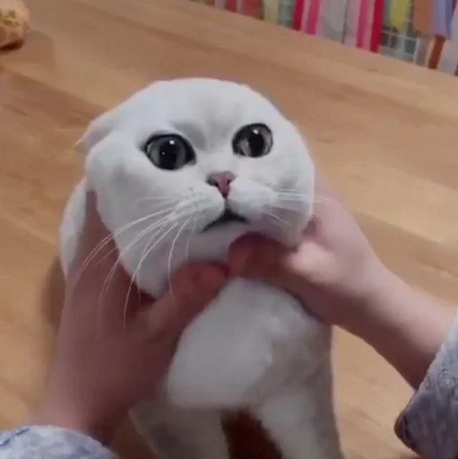 Эмодзи cats