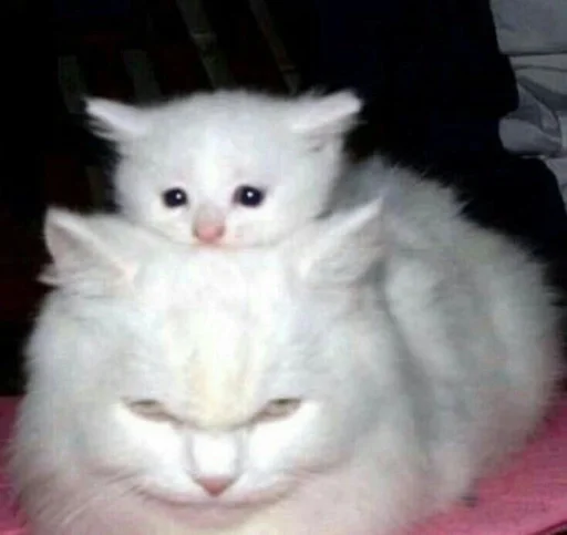 Эмодзи cats