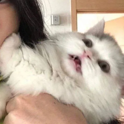 Эмодзи cats
