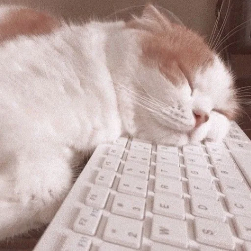 Эмодзи милые котики