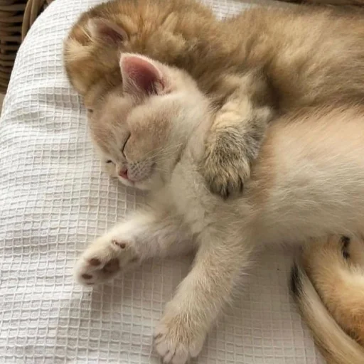 Эмодзи милые котики