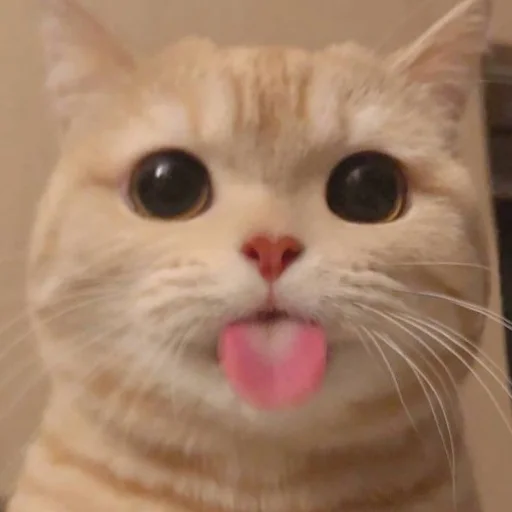 Эмодзи милые котики