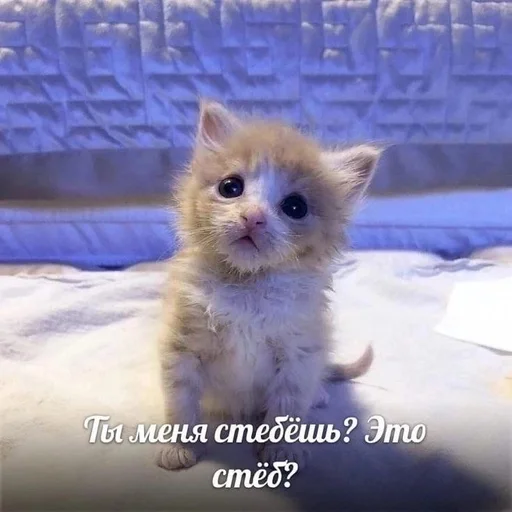 Эмодзи котики милые