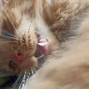 Эмодзи кот женя