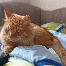 Эмодзи кот женя
