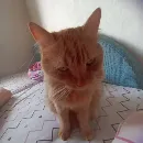 Эмодзи кот женя