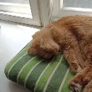 Эмодзи кот женя