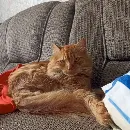 Эмодзи кот женя