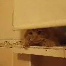 Эмодзи кот женя