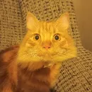 Эмодзи кот женя