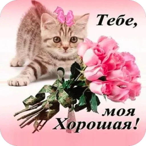 Эмодзи котятки