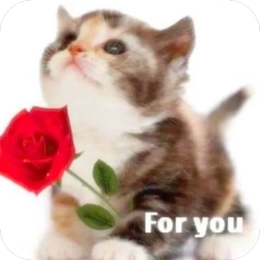 Эмодзи котятки