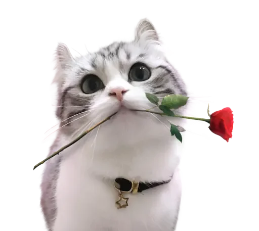🌹