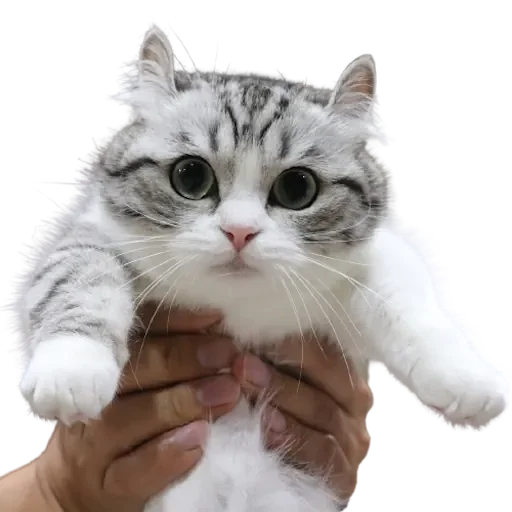 Эмодзи Komaru