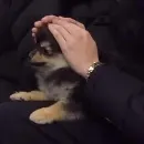 Эмодзи Корейская Хренотень