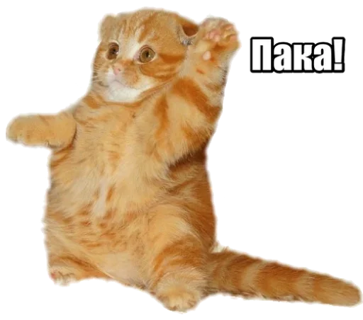 Эмодзи 40 кошек