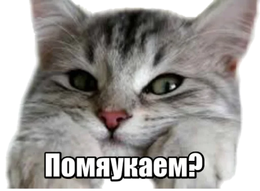 Эмодзи 40 кошек