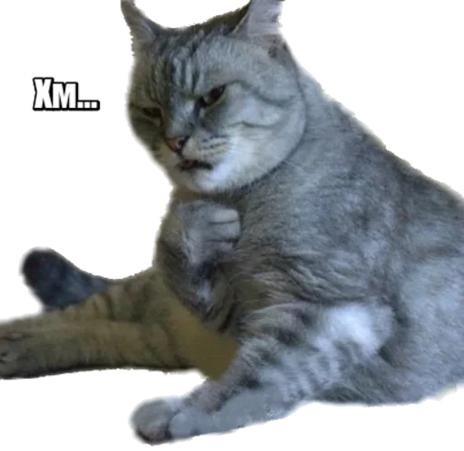 Эмодзи 40 кошек