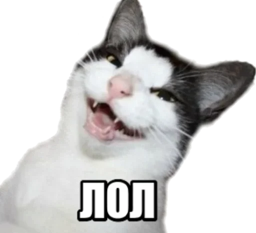 Эмодзи 40 кошек