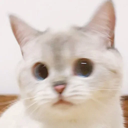 Эмодзи Кошколюб