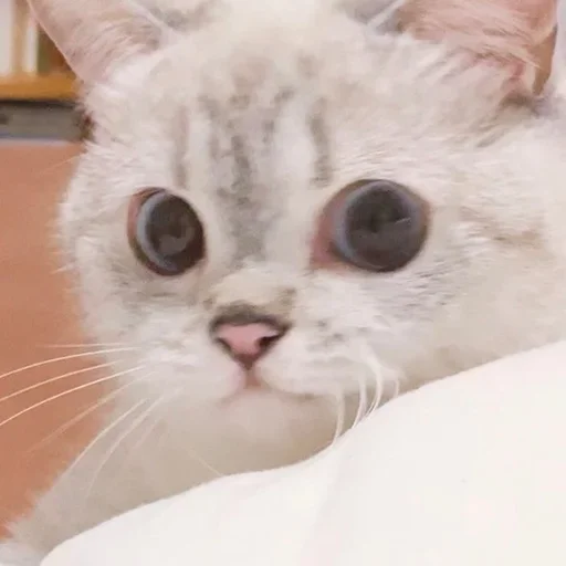 Эмодзи Кошколюб