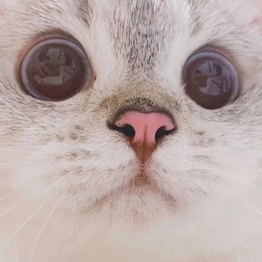Эмодзи Кошколюб