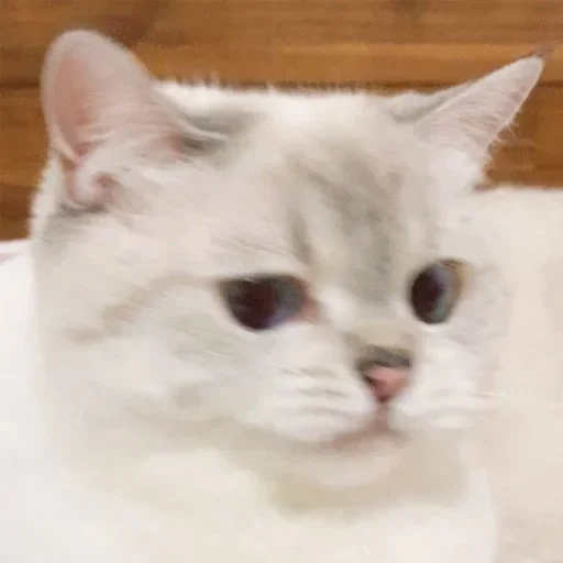 Эмодзи Кошколюб