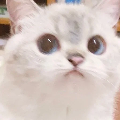 Эмодзи Кошколюб