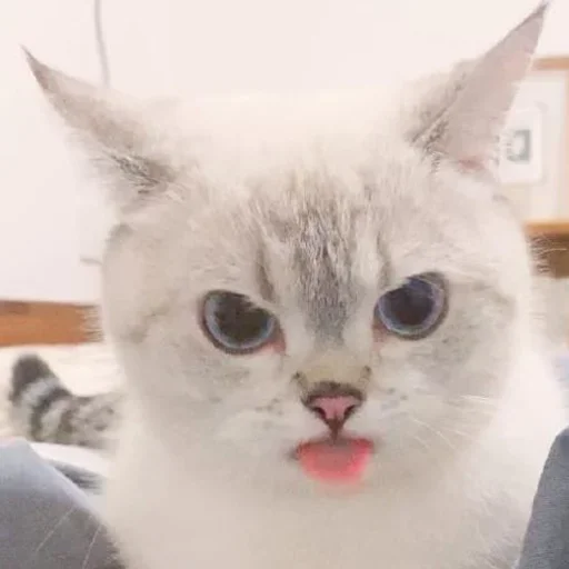 Эмодзи Кошколюб