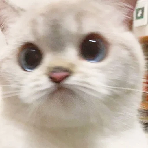 Эмодзи Кошколюб