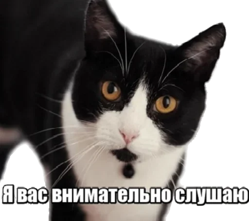 Эмодзи Cats