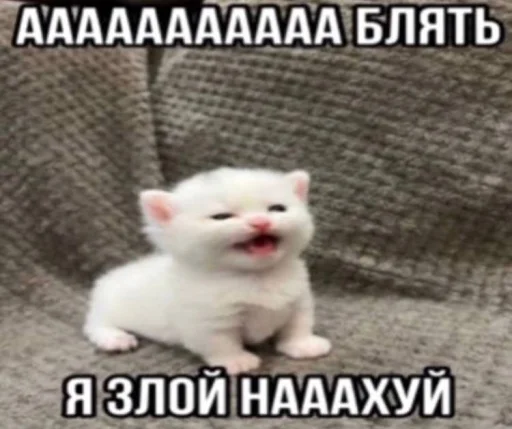 Эмодзи Злые котики