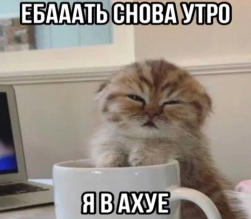 Эмодзи Злые котики