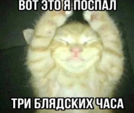 Эмодзи Злые котики