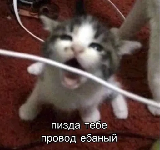 Эмодзи Злые котики