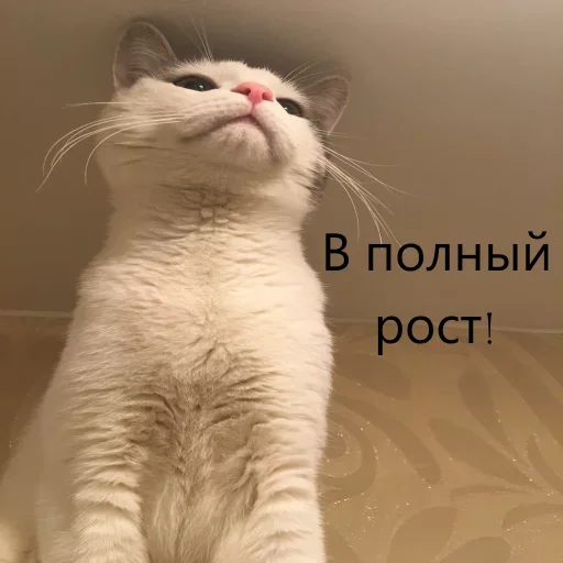 Эмодзи Meow