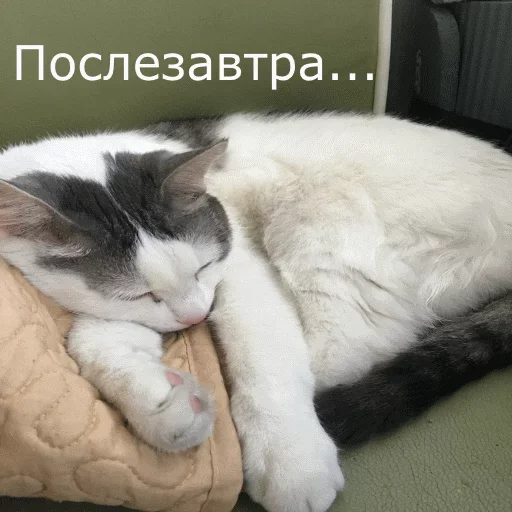 Эмодзи Meow