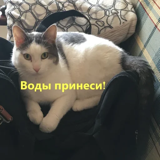 Эмодзи Meow
