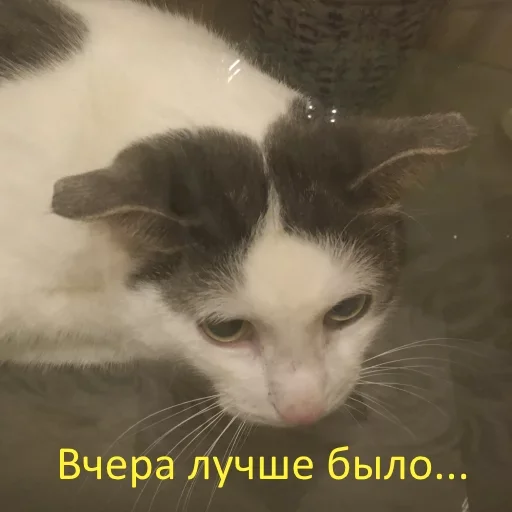 Эмодзи Meow