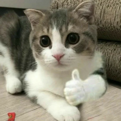 Эмодзи Котыки