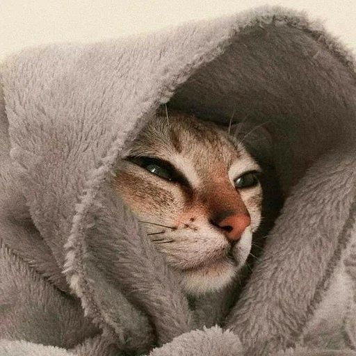 Эмодзи Котыки