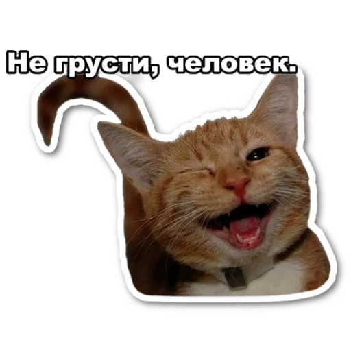 Эмодзи котэпак