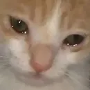 Эмодзи kotenokpak
