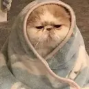 Эмодзи kotenokpak